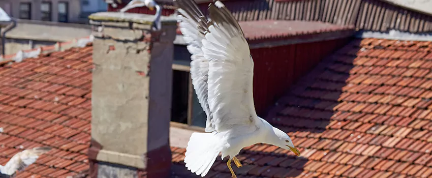 Residential Chimney Animal Removal Solution in Benton, AR