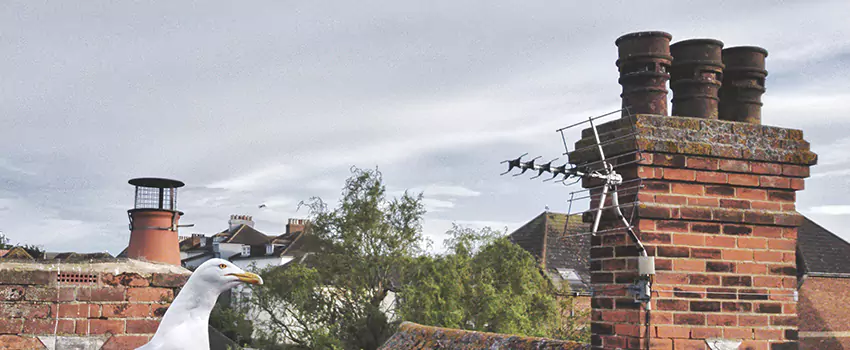 Chimney Cleaning And Restoration in Benton, Arkansas